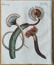 Würmer Sabella - Bertuch