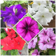 100 Samen Petunien Mix Petunia