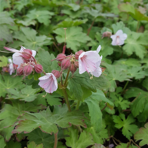 Geranium macrorrhizum