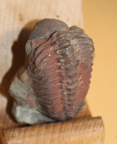 Viaphacops newelli ordovician - viaphacops,