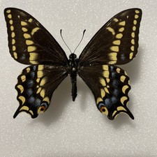 Entomologie*Papilio brevicauda