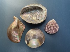 Vier Perlmuttmuscheln Abalone Meerohr  Perlmutt Seifenschale Schmuckschale Deko