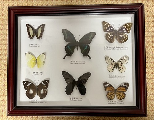 Schaukasten schmetterling - schaukasten,