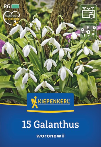 Kiepenkerl schneeglöckchen - kiepenkerl,