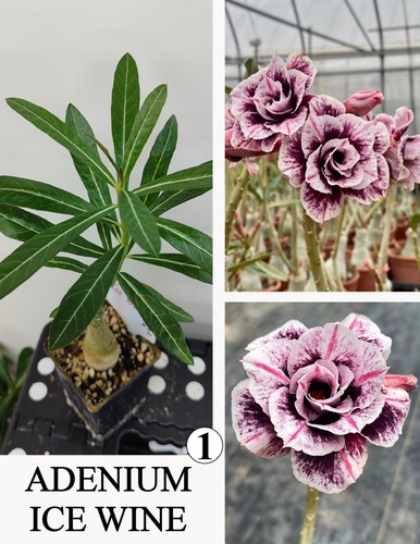 Adenium ice wine wustenrose - adenium,