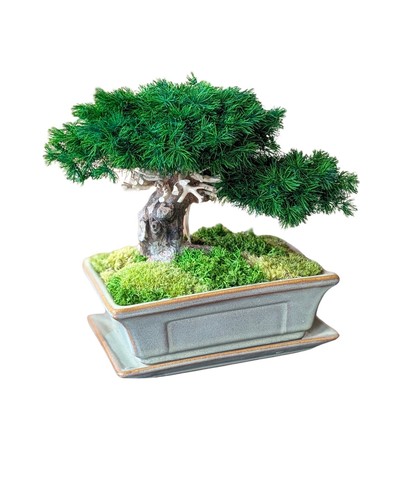 Bonsai tischdeko konservierte - bonsai,