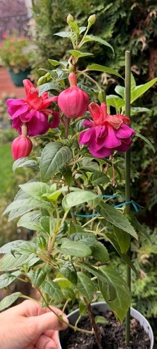 Fuchsienpflanze 50cm - fuchsienpflanze, ca.40/50cm