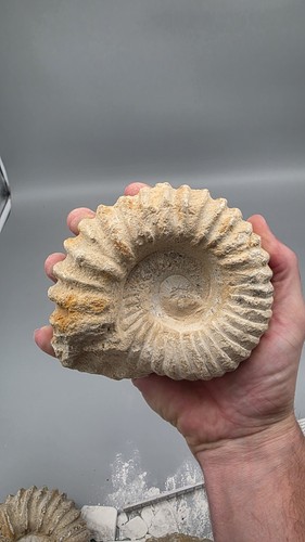 Ammonit fossil sammlerstück - fossil,