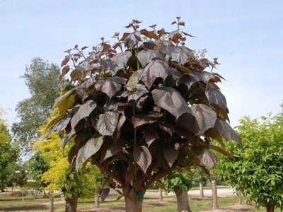 Trompetenbaum purpurea - trompetenbaum,