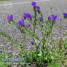 500 Samen Wegerichblättriger