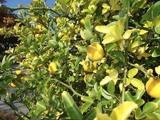 ☃ winterhärtester