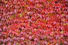 Wilder Wein Dreispitzige