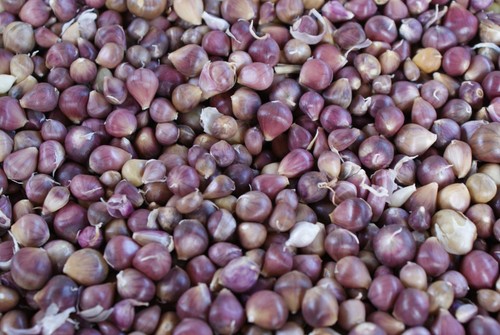 Knoblauchsamen brutzwiebeln - knoblauchsamen,