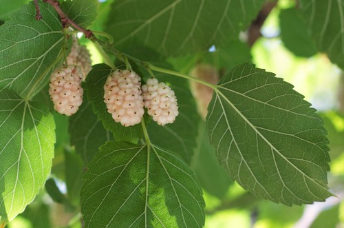 Samen der weiße maulbeerbaum - weiße,