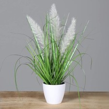 mucplants Palmengras Busch im