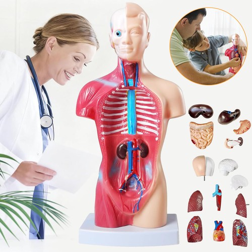 Anatomie modell 28cm - modell,