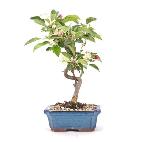 Bonsai zierapfel malus - 'malus, spec.'