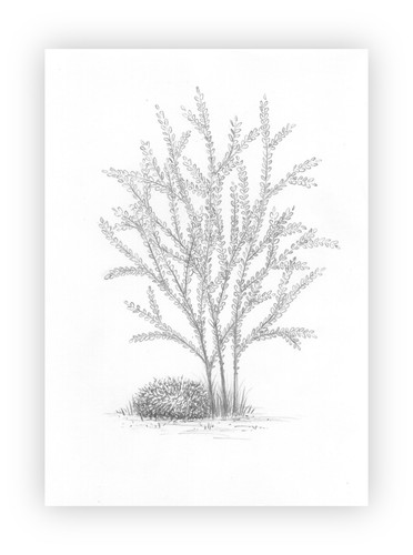 Bleistiftzeichnung baum - bleistiftzeichnung,