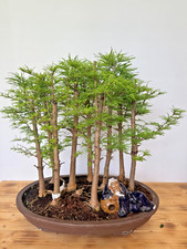 Bonsai Goldlärche /