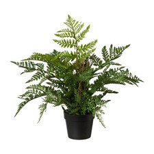Kunstpflanze Farn, Farbe