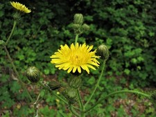 Foto 12x8 Staude Sau-Distel