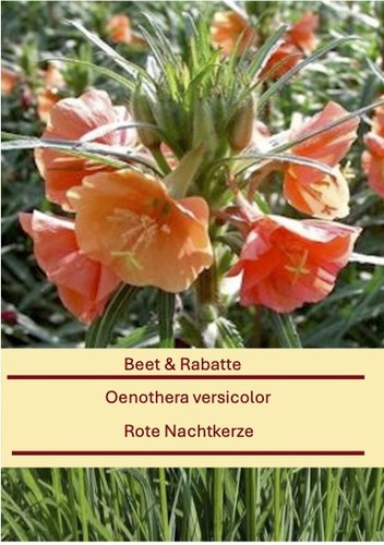 Oenothera versicolor rote - oenothera, versicolor,