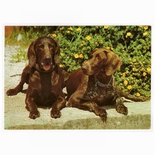 AK Hunde, Postkarte / Deutsch Kurzhaar, Planet-Verlag Berlin