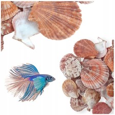 Aquarium DEKORATIVE MUSCHELN