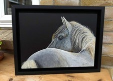 Dappled Grey Horse, an