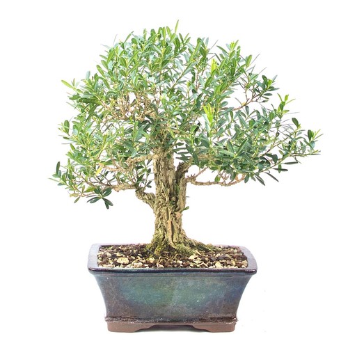 Bonsai chinesischer buchsbaum - bonsai,