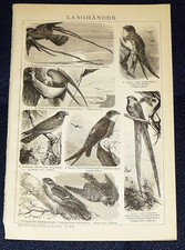 Langhänder vögel salangane - vögel,