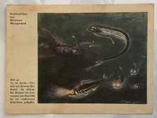 Natur-Bilder + Berliner