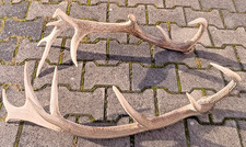 Kapitales Hirschgeweih Rotwild Paar, gerade Abwurfstangen 16 Ender