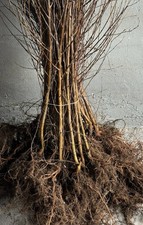 Birke Betula Pendula 100-150cm