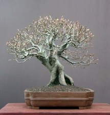 5 X Süntel-Buche Fagus