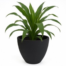 Blumentopf Pflanztopf