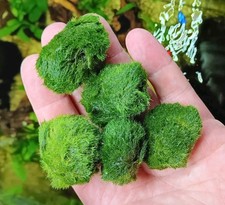 Mooskugel Moosball ~3cm - Aquarium - Aegagropila linnaei Algenball Pflanze 🌿