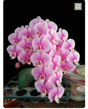 Orchidee Phalenopsis Lady Margareth