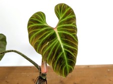 Philodendron verrucosum - philodendron,