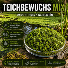 Teichbewuchs Mix Wasserlinsen