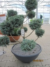 Chamaecyparis pisifera