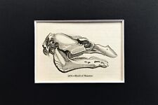 MANATEE SCHÄDEL - WINZIG! 1840er Jahre antiker Montagedruck - B&W Holzstich