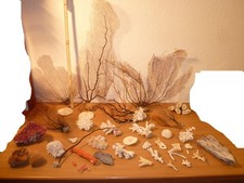 Große Korallen Fächerkoralle