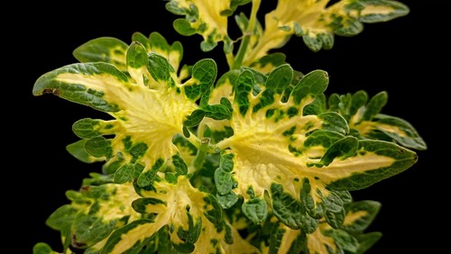 Coleus rococo wisley - coleus, 'wisley