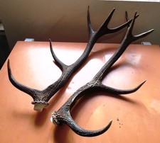 Rothirsch Stangen Abwurfstangen Geweih Reh Hirsch Jagd Dekoration Basteln