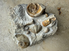 Sehr dekorative, interessante