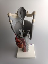Funktionsmodell Kehlkopf, 2,5-fache Größe 3B Scientific Medizin Modell Studium