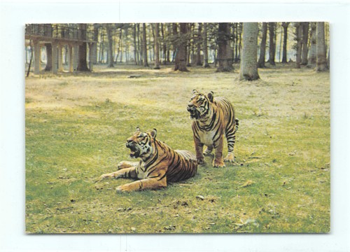 Postkarte tiger - ak,