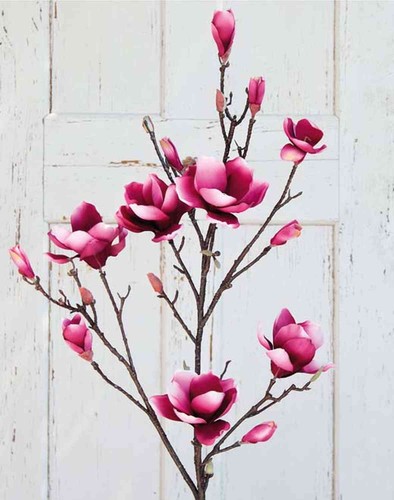 Artplants magnolienzweig - artplants,