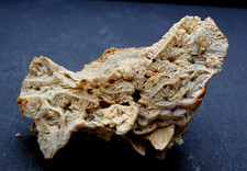 Fossilien, Korallen und